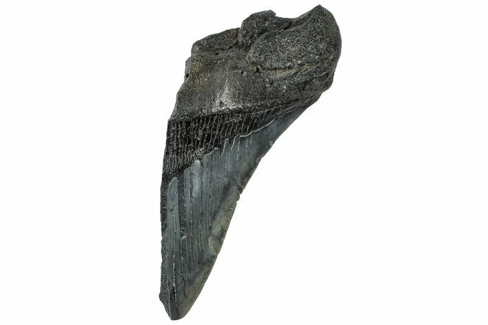 Partial Fossil Megalodon Tooth - South Carolina #307684